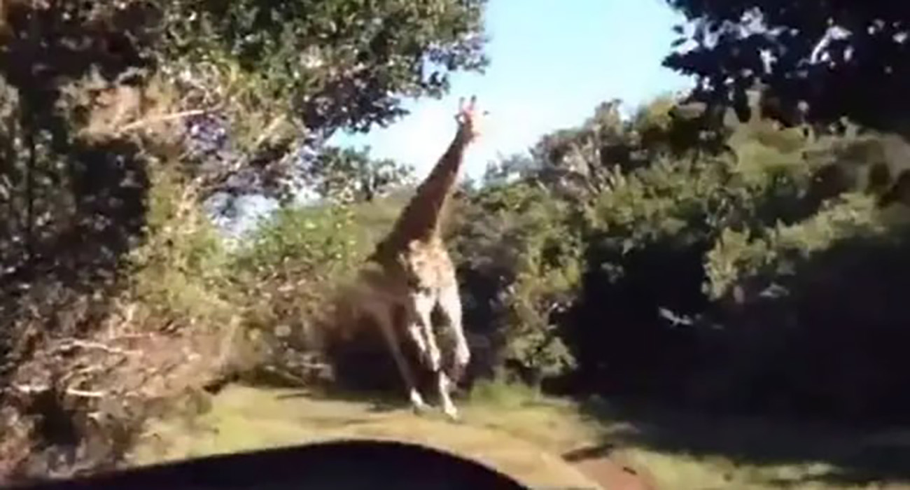 VIDEO: Jirafa persigue a turistas y la comparan con un T-Rex