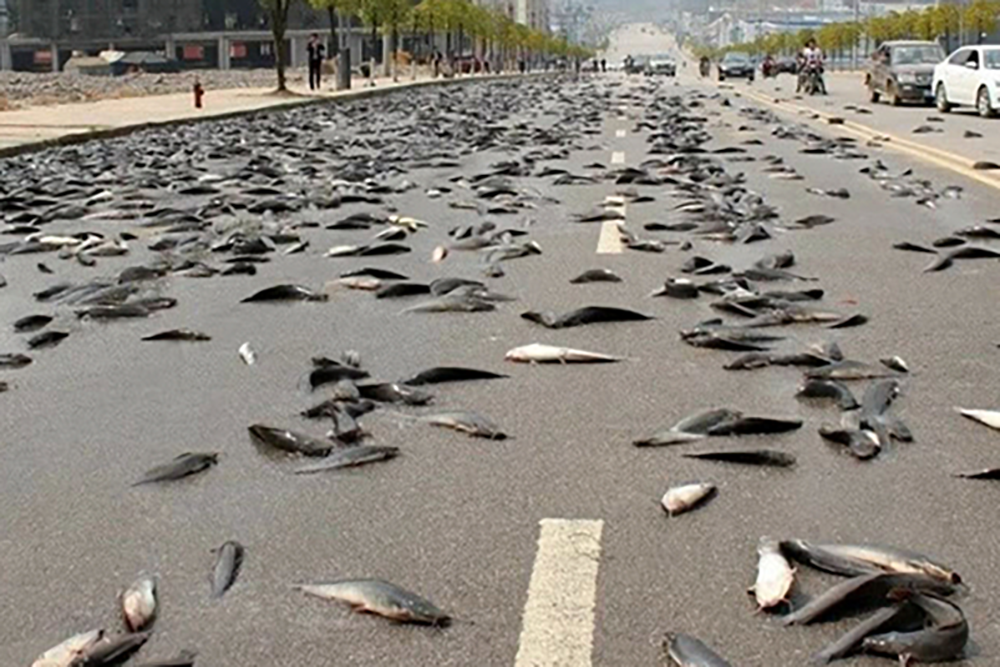 Lluvia de peces en Irán se vuelve viral en redes
