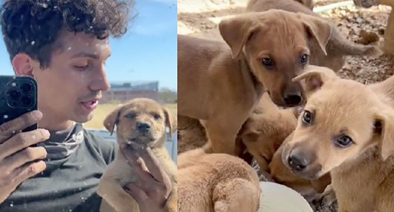 Joven aprovecha video viral del perrito atorado en una pared para promocionar la adopción de sus hermanitos