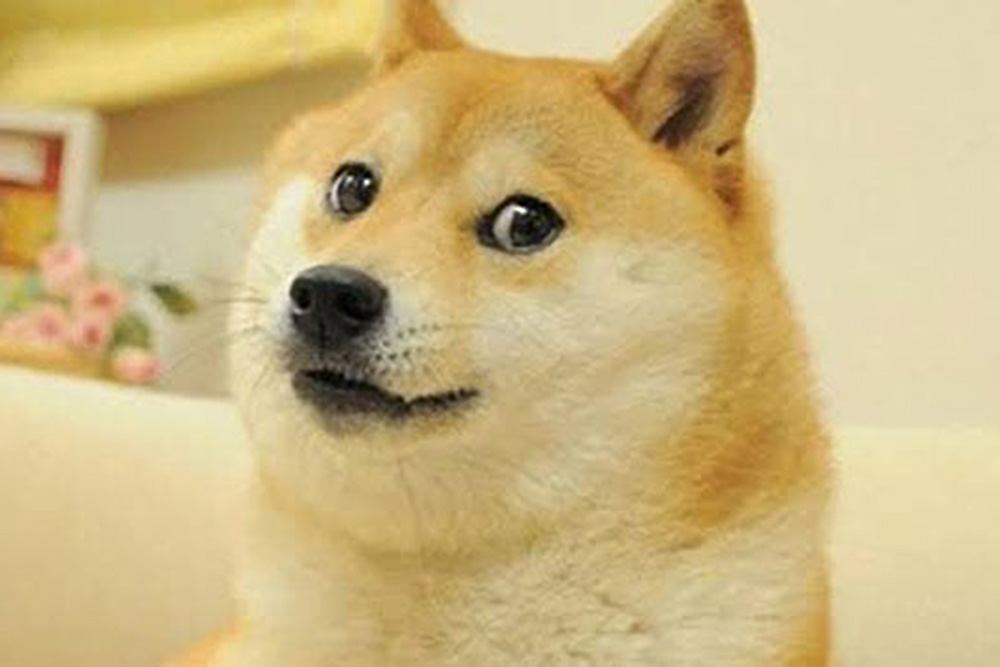 Muere Kabosu, la perrita japonesa de los memes virales Doge y la criptomoneda Dogecoin