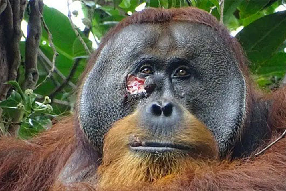 ‘Rakus’, el primer orangután al que han visto curarse herida con una planta medicinal