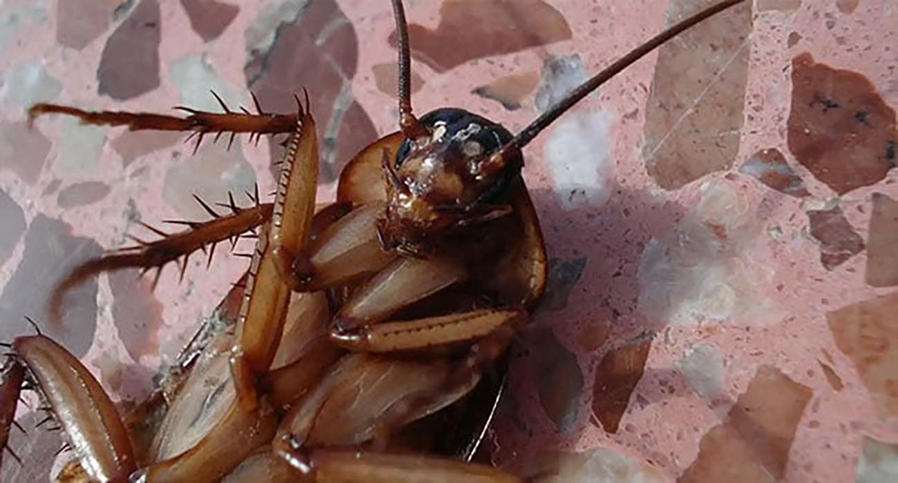 ‘Supercucaracha’ en México: así es el insecto que resiste químicos y transmite virus