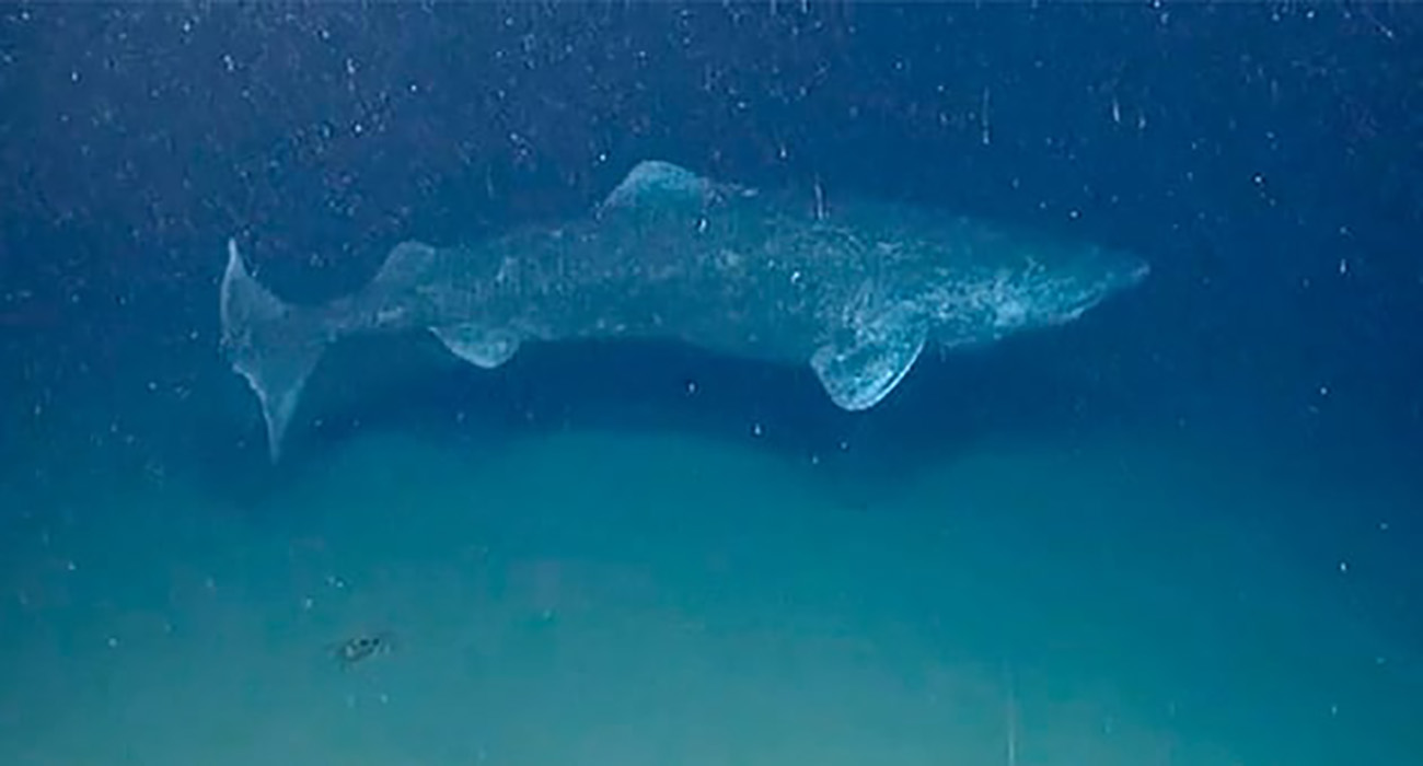¿Es real? captan supuesto tiburón de 392 años en Groenlandia y se hace viral en redes