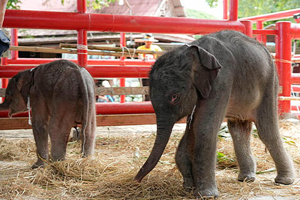 INCREÍBLE: Elefanta da a luz a gemelos de distinto sexo en un raro caso en Tailandia