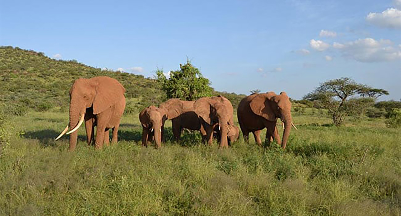 Los elefantes se identifican entre sí con un nombre propio dentro de la manada