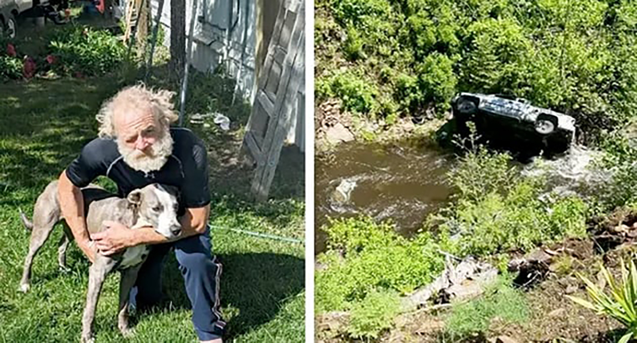 Perro salva a su dueño tras accidente; corrió más de 6 kilómetros por ayuda
