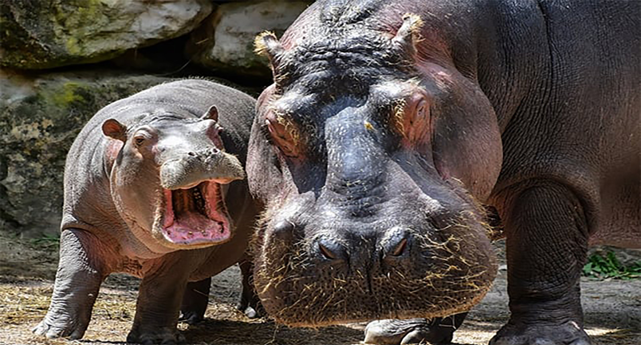 Mamá hipopótamo que protegía a sus crías mata a su cuidador