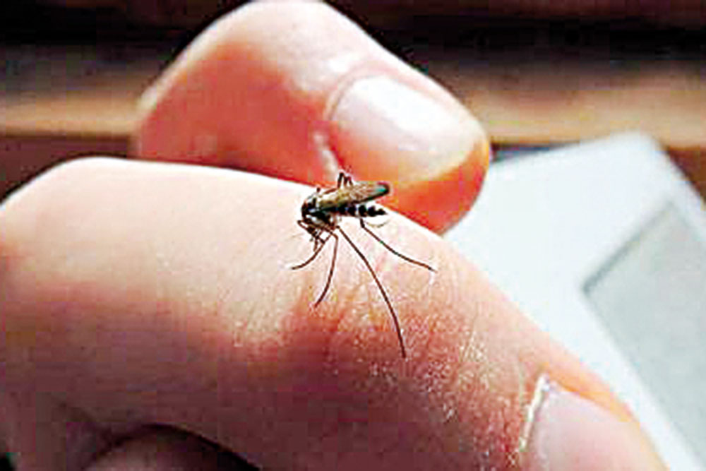 Confirman primer caso de Dengue