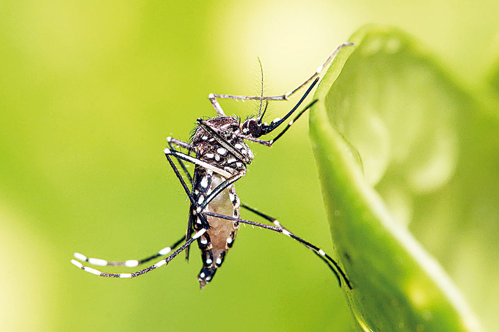 Se espera repunte de casos de dengue; sólo en la capital coahuilense