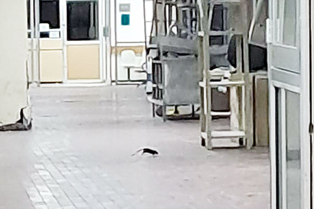 ¡Plaga de ratas en la Clínica 7 del IMSS!