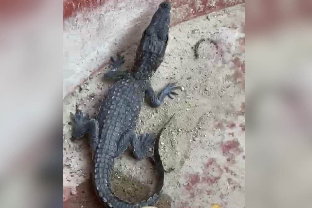 Escapa caiman y desata temor en Ocampo