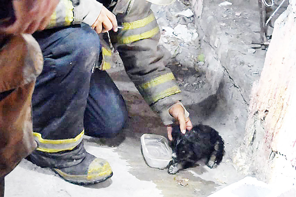 Salvan de incendio a cachorrito y su dueño