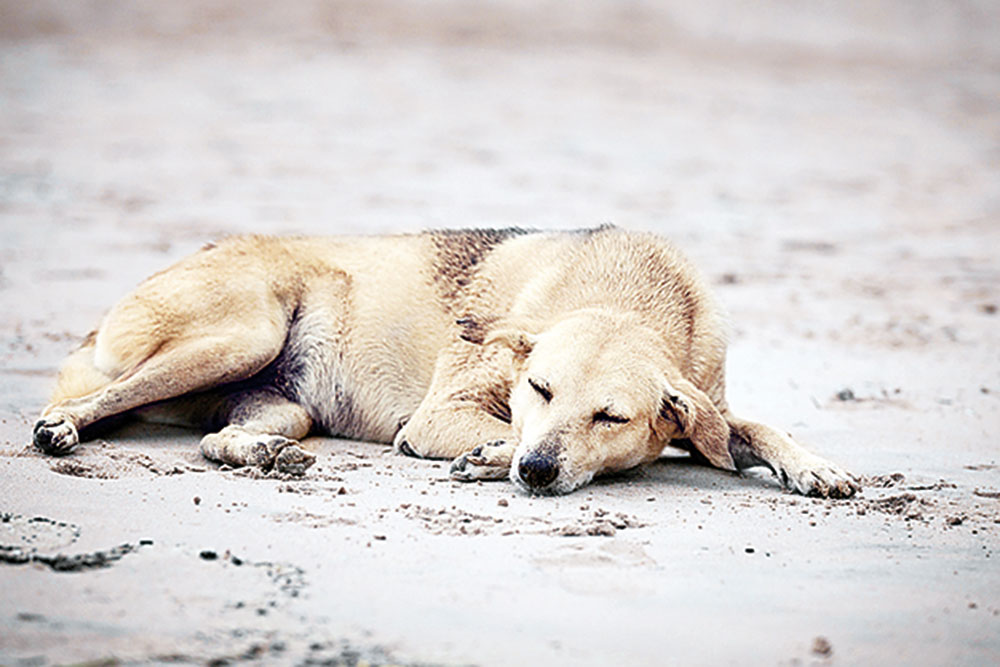 Alarma perros envenenados en Chulavista