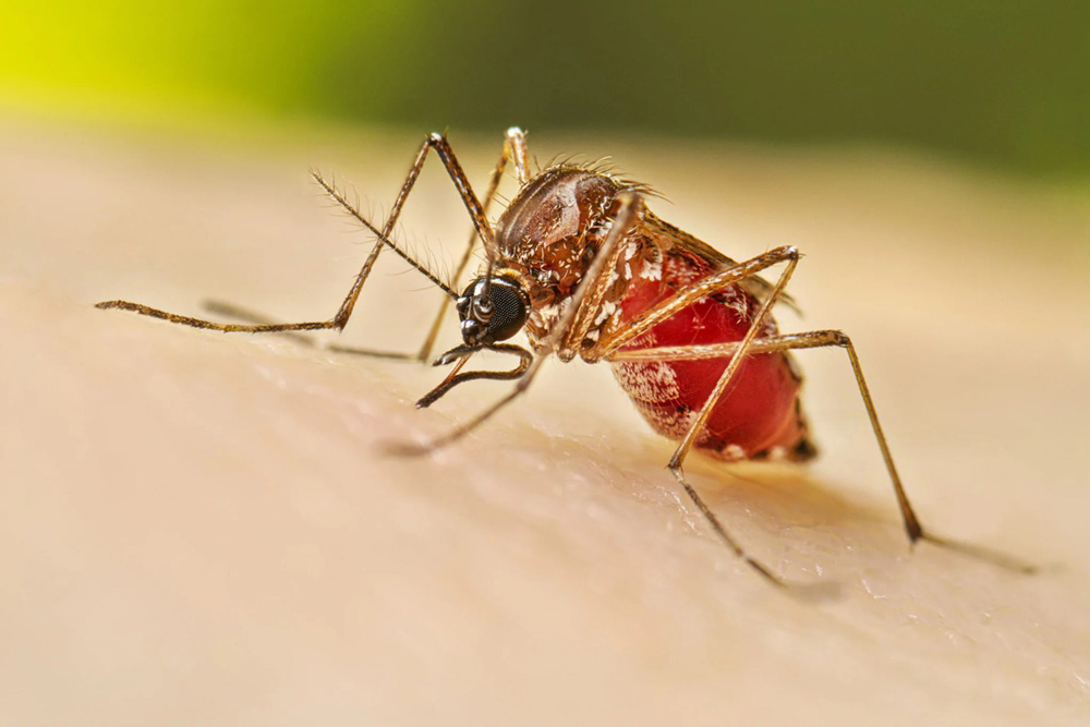 Disparan lluvias riesgo de dengue