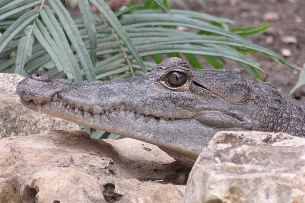 Ciudad Madero en Alerta: Cocodrilos ganan territorio, ahora en colonia el ‘Chipus’