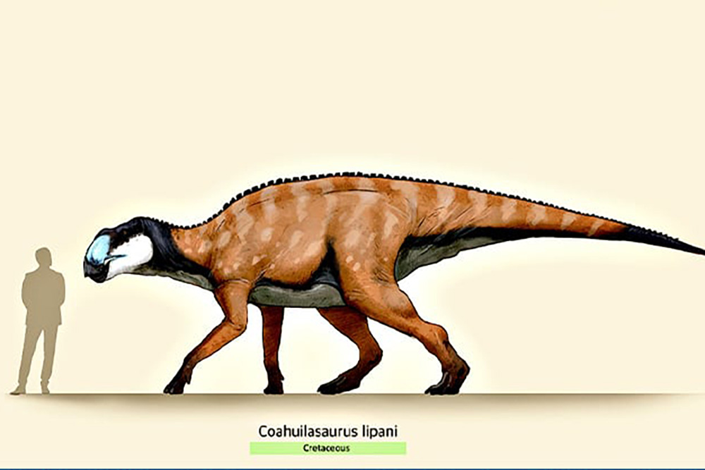 ¡A la luz nuevo dinosaurio! se le denomina Coahuilasaurus Lipani