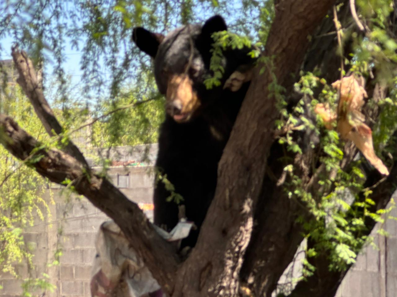 Aumentan avistamientos de osos en La Encantada