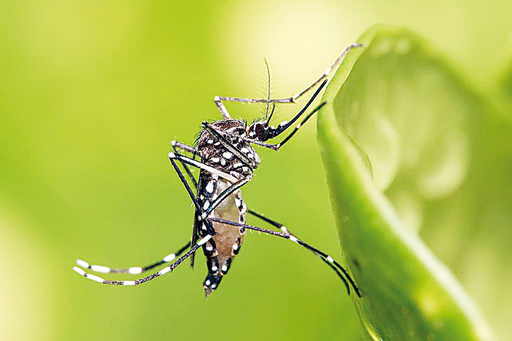 Controlan casos de dengue