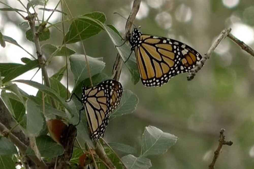 Empiezan a llegar mariposas monarcas a Saltillo